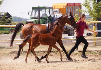 Deutsches reitpony lebenserwartung Wie alt